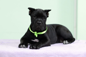 Photo №4. I will sell cane corso in the city of Kazan. from nursery - price - Negotiated