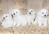 Photo №1. bichon frise - for sale in the city of Minsk | 642$ | Announcement № 42655