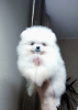 Photo №1. pomeranian - for sale in the city of Munich | 380$ | Announcement № 119988