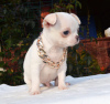Photo №1. chihuahua - for sale in the city of St. Petersburg | 473$ | Announcement № 13870