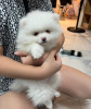 Additional photos: Wonderful Pomeranian puppies