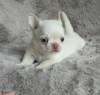 Photo №1. chihuahua - for sale in the city of Helsinki | negotiated | Announcement № 127582