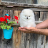 Photo №2 to announcement № 107832 for the sale of pomeranian - buy in Germany private announcement