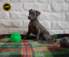 Photo №3. Italian Greyhound - puppy. Poland