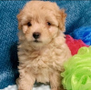 Photo №4. I will sell poodle (toy) in the city of Riyadh. breeder - price - 247$