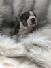 Photo №3. Vaccinated English Bulldog available now for adoption. Germany