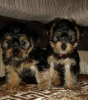 Photo №2 to announcement № 18148 for the sale of yorkshire terrier - buy in Ukraine private announcement