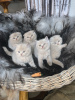 Photo №3. Quality Scottish Fold Kittens. Finland