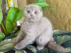 Photo №1. scottish fold - for sale in the city of Киль | Is free | Announcement № 95893