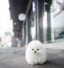 Photo №2 to announcement № 103849 for the sale of pomeranian - buy in Germany private announcement