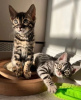 Photo №1. bengal cat - for sale in the city of Munich | Is free | Announcement № 99784