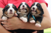 Photo №4. I will sell bernese mountain dog in the city of Mogilyov. breeder - price - 600$