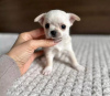 Photo №2 to announcement № 90315 for the sale of chihuahua - buy in Germany private announcement