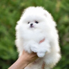 Photo №3. pomeranian. Germany