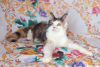 Photo №2 to announcement № 7058 for the sale of maine coon - buy in Russian Federation from nursery, breeder