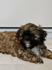 Photo №2 to announcement № 82237 for the sale of shih tzu - buy in United States private announcement