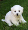 Photo №1. bichon frise - for sale in the city of Афины | 423$ | Announcement № 44909