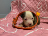 Additional photos: American Bully XL/standard/classic puppies