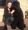 Photo №1. black russian terrier - for sale in the city of Rzeszów | 2113$ | Announcement № 78120