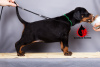 Photo №2 to announcement № 10453 for the sale of dobermann - buy in Russian Federation from nursery