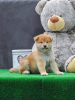 Photo №2 to announcement № 91075 for the sale of shiba inu - buy in Serbia 