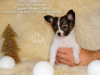 Photo №4. I will sell papillon dog in the city of St. Petersburg. from nursery - price - Is free