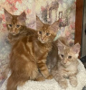 Photo №1. maine coon - for sale in the city of St. Petersburg | 456$ | Announcement № 88825