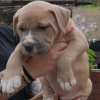 Photo №2 to announcement № 46205 for the sale of american bulldog - buy in Netherlands private announcement