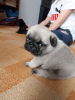Photo №1. pug - for sale in the city of Dunajská Streda | Is free | Announcement № 66721