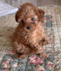 Photo №1. poodle (toy) - for sale in the city of Zürich | Is free | Announcement № 75187