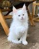 Photo №1. maine coon - for sale in the city of Berlin | negotiated | Announcement № 115762