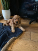 Photo №1. american cocker spaniel - for sale in the city of Basel | 370$ | Announcement № 107766