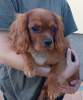 Photo №2 to announcement № 24323 for the sale of cavalier king charles spaniel - buy in Poland private announcement
