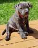 Photo №1. american staffordshire terrier - for sale in the city of Tallinn | 634$ | Announcement № 80543