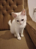 Photo №4. I will sell turkish angora in the city of Москва. private announcement - price - 7$