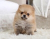 Photo №3. Cute purebred Spitz puppies with blue eyes. Germany