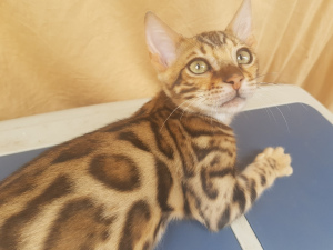 Additional photos: Bengal kittens with pedigree