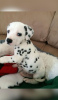 Photo №2 to announcement № 110860 for the sale of dalmatian dog - buy in Germany private announcement, from nursery, breeder