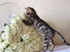 Photo №2 to announcement № 37346 for the sale of bengal cat - buy in United Kingdom private announcement, from nursery, breeder
