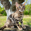 Photo №1. bengal cat - for sale in the city of Paris | 264$ | Announcement № 124267