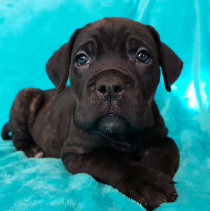 Photo №3. Puppies of Cane Corso breed are offered for sale.. Russian Federation