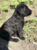 Photo №1. giant schnauzer - for sale in the city of Kharkov | 367$ | Announcement № 12819