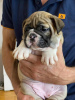 Additional photos: English bulldog