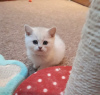 Photo №3. Vaccinated Snow white British shorthair kittens available now for sale. Germany