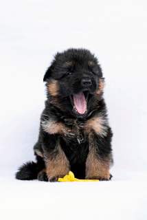 Photo №2 to announcement № 2855 for the sale of german shepherd - buy in Russian Federation breeder