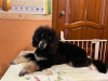 Photo №4. I will sell non-pedigree dogs in the city of Москва. from nursery - price - Is free