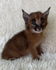 Photo №4. I will sell caracal in the city of Houston. private announcement, from nursery, from the shelter - price - negotiated