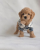 Photo №2 to announcement № 124475 for the sale of poodle (toy) - buy in United States breeder