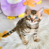 Photo №1. bengal cat - for sale in the city of Дублин | 264$ | Announcement № 124261