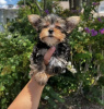 Photo №1. yorkshire terrier - for sale in the city of New York | 600$ | Announcement № 102888